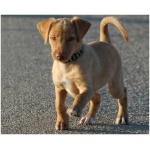 Andalusian Hound 8