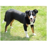 Appenzeller Sennenhund 1