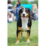 Appenzeller Sennenhund 2