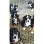 Appenzeller Sennenhund 4