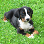 Appenzeller Sennenhund 5