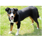 Appenzeller Sennenhund 6