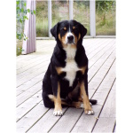 Appenzeller Sennenhund 7