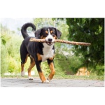 Appenzeller Sennenhund 9