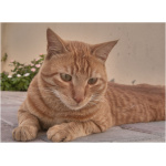 Arabian Mau 0