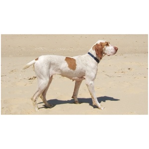 Ariege Pointer 8