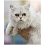 Asian Semi longhair 2
