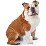 Australian Bulldog 0