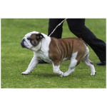Australian Bulldog 1