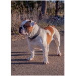 Australian Bulldog 2