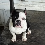 Australian Bulldog 4
