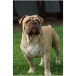 Australian Bulldog 5