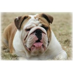 Australian Bulldog 6
