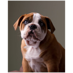 Australian Bulldog 8
