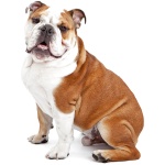Australian Bulldog 9