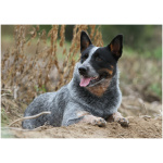 Australian Cattle Dog 5