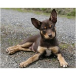 Australian Kelpie 9