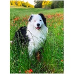 Australian Shepherd 4