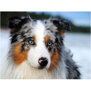 Australian Shepherd 9