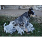 Australian Stumpy Tail Cattle Dog 1