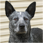 Australian Stumpy Tail Cattle Dog 5