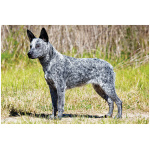 Australian Stumpy Tail Cattle Dog 7