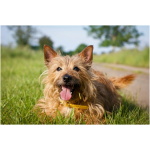 Australian Terrier 2