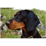 Austrian Black and Tan Hound 9