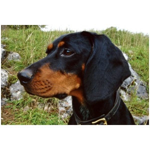 Austrian Black and Tan Hound 9