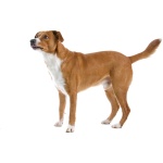 Austrian Pinscher 2