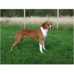 Austrian Pinscher 3