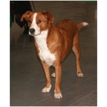 Austrian Pinscher 4