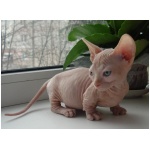 Bambino cat 0