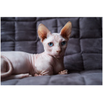 Bambino cat 6