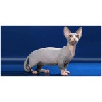 Bambino cat 9