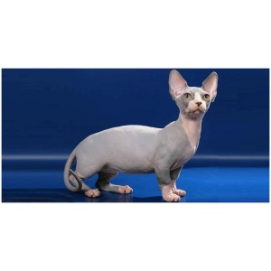 Bambino cat 9