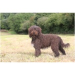 Barbet 4
