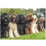 Barbet 8