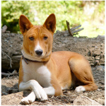 Basenji 0