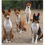 Basenji 5