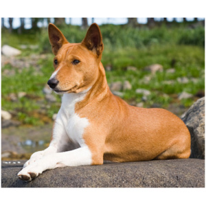 Basenji 8