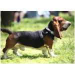 Basset Artesien Normand 8