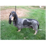 Basset Bleu de Gascogne 8
