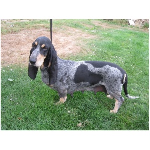 Basset Bleu de Gascogne 8