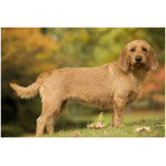 Basset Fauve de Bretagne 9