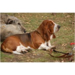 Basset Hound 9
