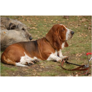 Basset Hound 9