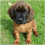 Bavarian Mountain Hound 0