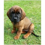 Bavarian Mountain Hound 1