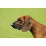 Bavarian Mountain Hound 3
